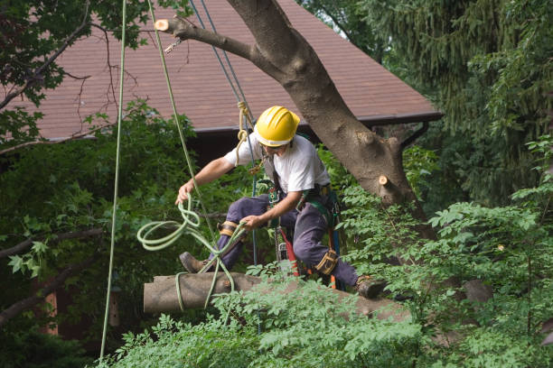 Best Emergency Tree Removal  in Lton, IN